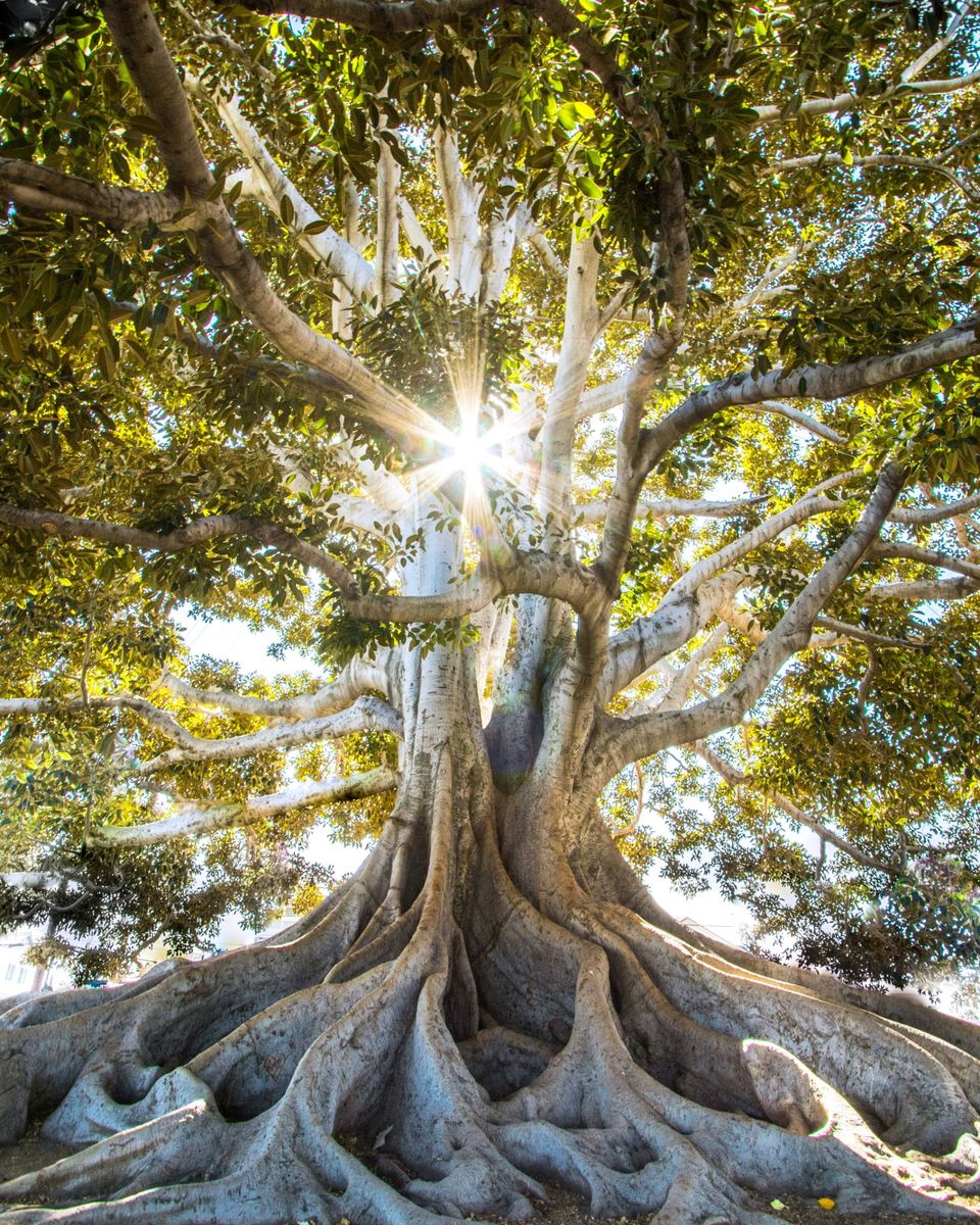 A large tree with deep spreading roots and sunlight through its canopy